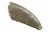 Rare, Serrated, Megalosaurid (Marshosaurus) Tooth - Colorado #222490-1